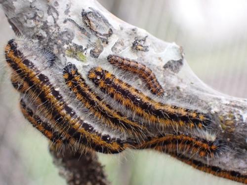 Aporia crataegi